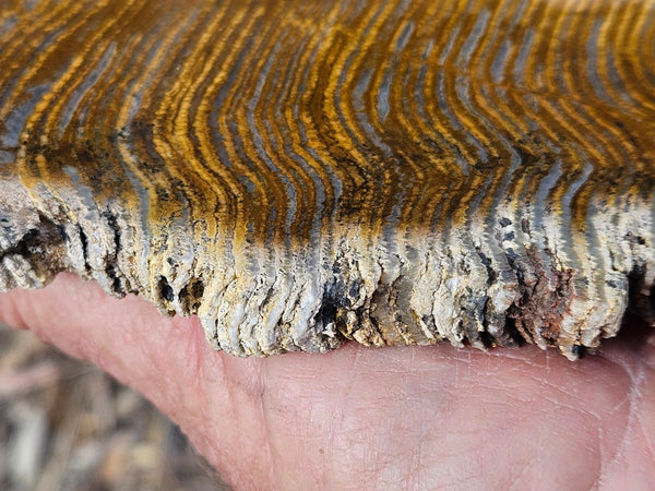 Polished fossil stromatolite slab. Strelley Pool Formation SPF145