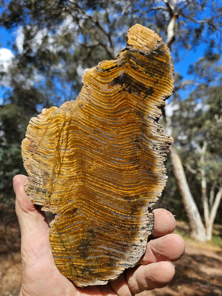 Polished fossil stromatolite slab. Strelley Pool Formation SPF145