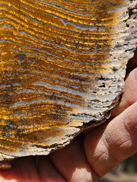 Polished fossil stromatolite slab. Strelley Pool Formation SPF145