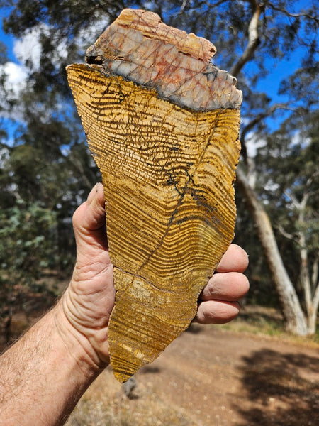 Polished fossil stromatolite slab. Strelley Pool Formation SPF142