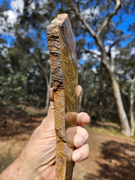 Polished fossil stromatolite slab. Strelley Pool Formation SPF142