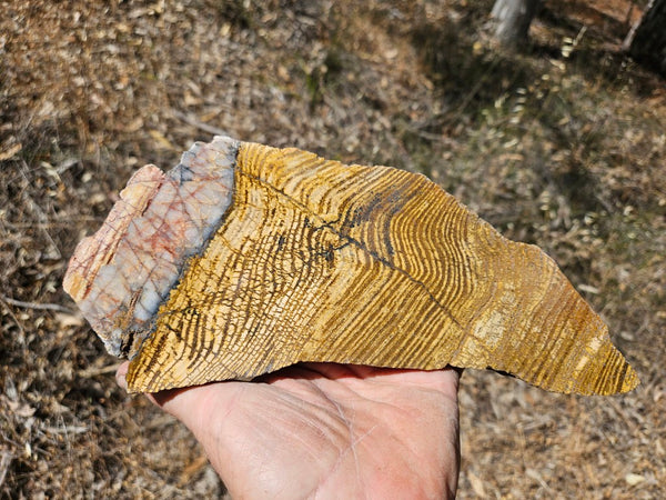 Polished fossil stromatolite slab. Strelley Pool Formation SPF142