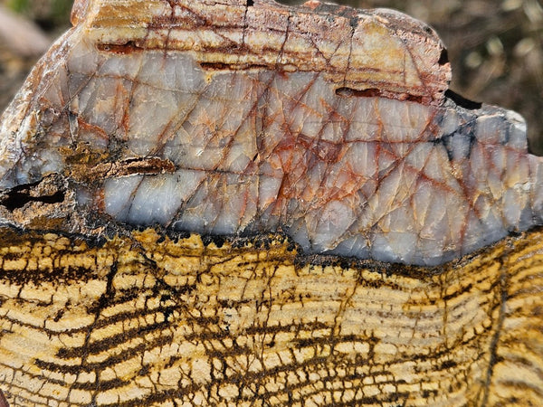 Polished fossil stromatolite slab. Strelley Pool Formation SPF142