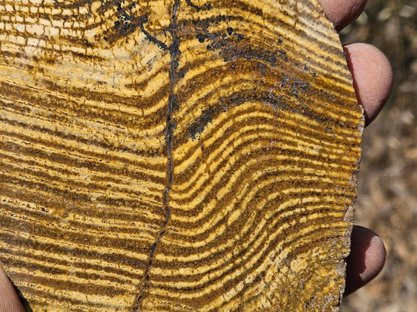 Polished fossil stromatolite slab. Strelley Pool Formation SPF142