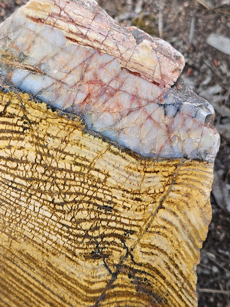 Polished fossil stromatolite slab. Strelley Pool Formation SPF142