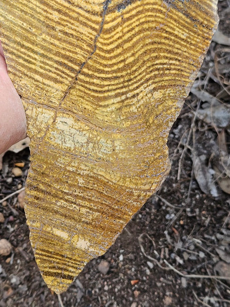 Polished fossil stromatolite slab. Strelley Pool Formation SPF142