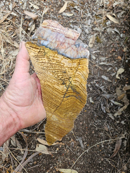 Polished fossil stromatolite slab. Strelley Pool Formation SPF142