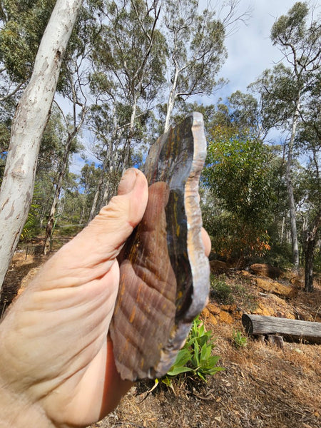 Polished Tiger Iron slab TI391