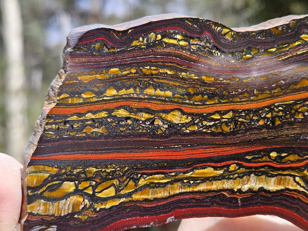 Polished Tiger Iron slab TI391