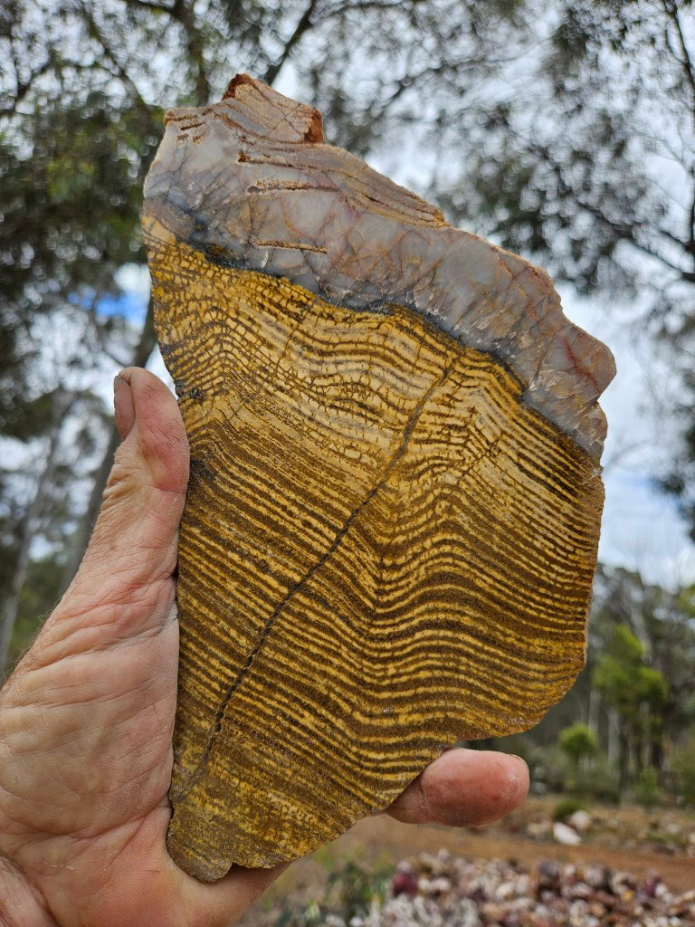 Polished fossil stromatolite slab. Strelley Pool Formation SPF148