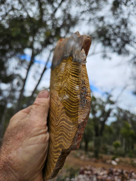 Polished fossil stromatolite slab. Strelley Pool Formation SPF148