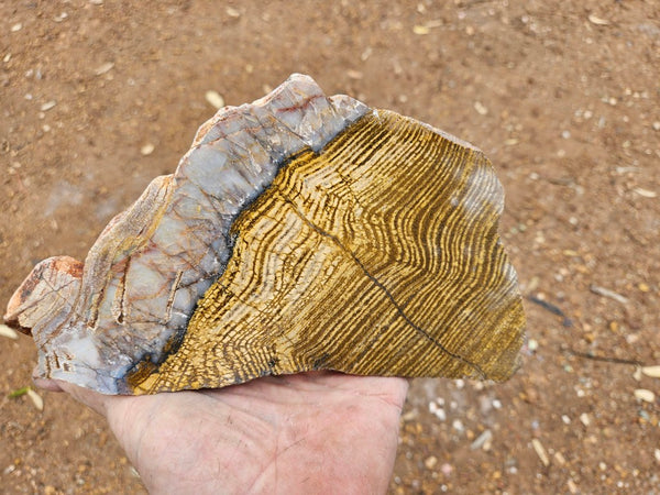 Polished fossil stromatolite slab. Strelley Pool Formation SPF148