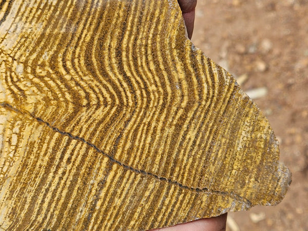 Polished fossil stromatolite slab. Strelley Pool Formation SPF148