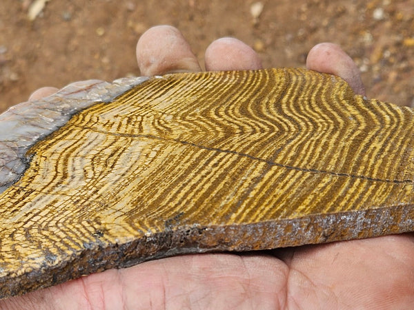 Polished fossil stromatolite slab. Strelley Pool Formation SPF148