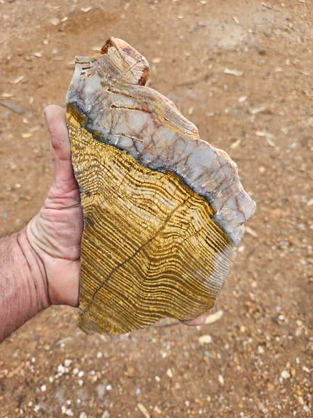 Polished fossil stromatolite slab. Strelley Pool Formation SPF148