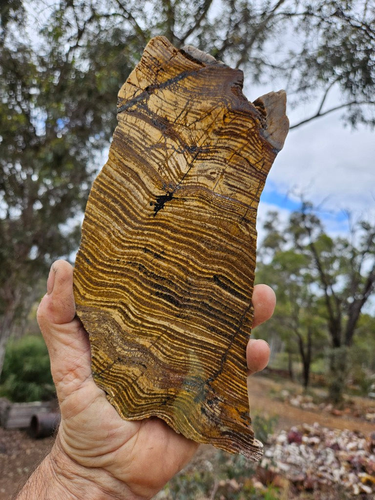Polished fossil stromatolite slab. Strelley Pool Formation SPF149