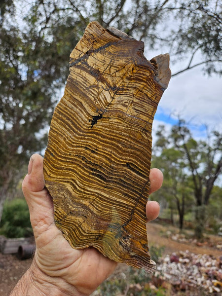 Polished fossil stromatolite slab. Strelley Pool Formation SPF149