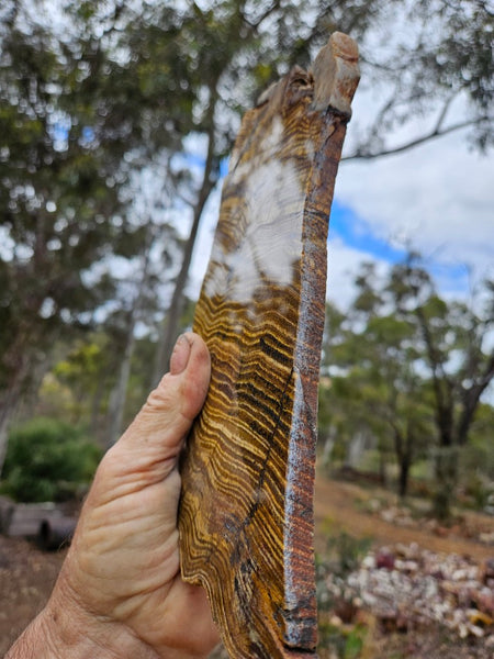 Polished fossil stromatolite slab. Strelley Pool Formation SPF149
