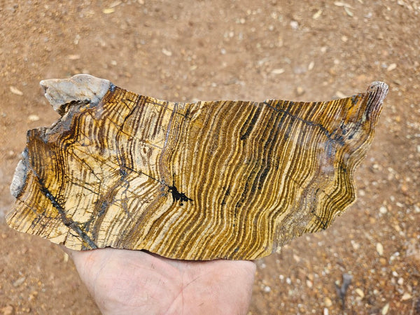 Polished fossil stromatolite slab. Strelley Pool Formation SPF149