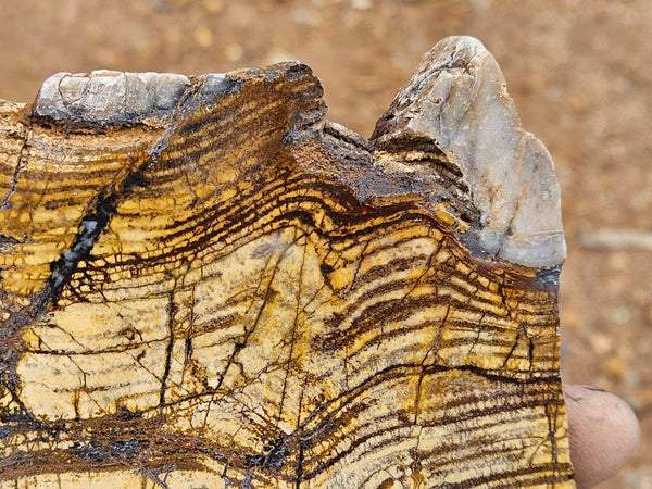 Polished fossil stromatolite slab. Strelley Pool Formation SPF149