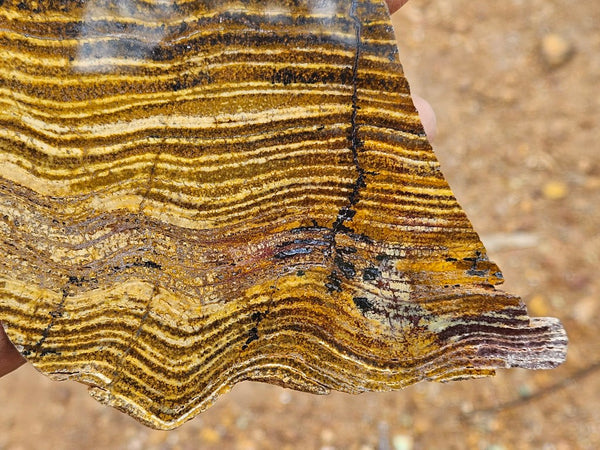 Polished fossil stromatolite slab. Strelley Pool Formation SPF149