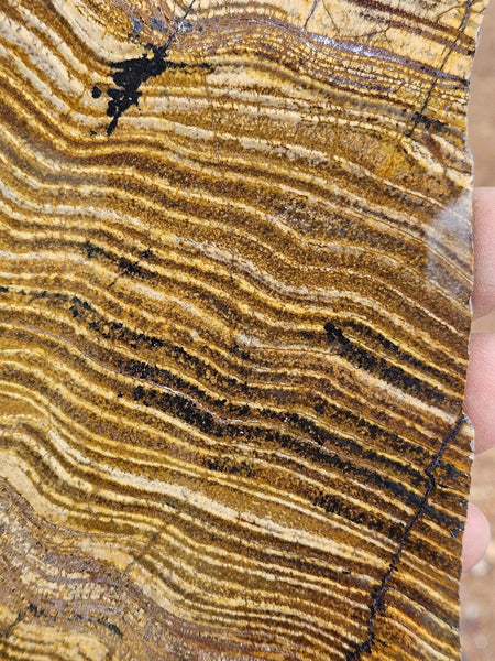 Polished fossil stromatolite slab. Strelley Pool Formation SPF149
