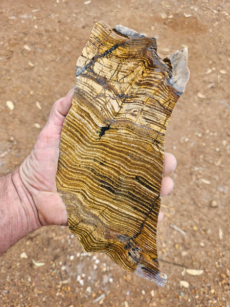Polished fossil stromatolite slab. Strelley Pool Formation SPF149