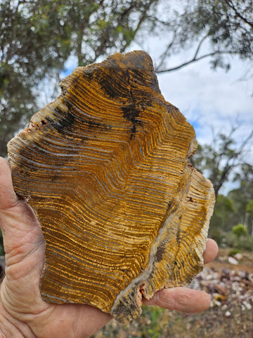 Polished fossil stromatolite slab. Strelley Pool Formation SPF150