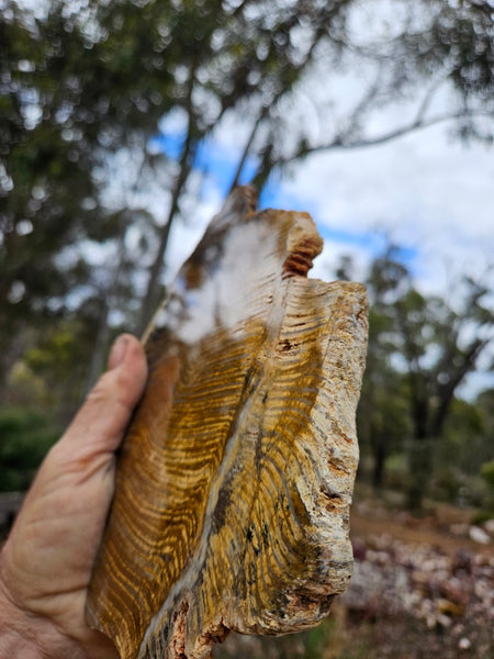 Polished fossil stromatolite slab. Strelley Pool Formation SPF150