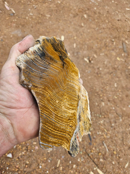 Polished fossil stromatolite slab. Strelley Pool Formation SPF150