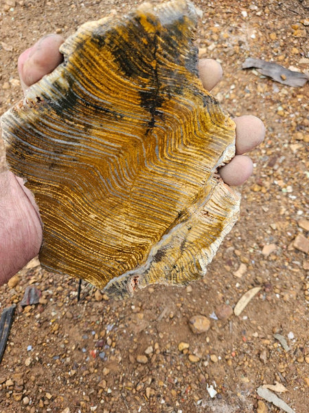 Polished fossil stromatolite slab. Strelley Pool Formation SPF150