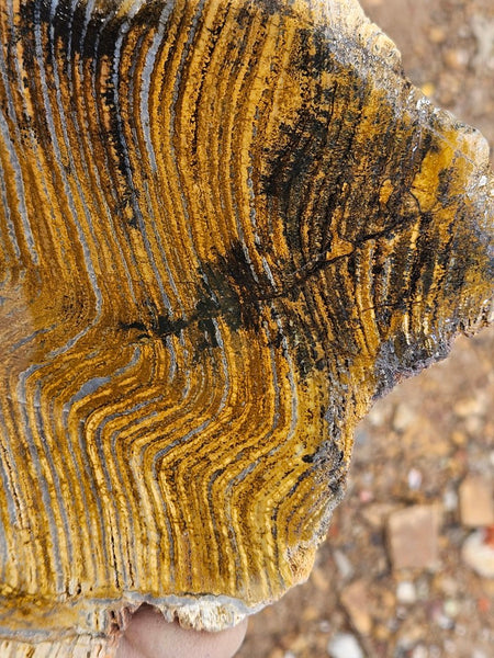 Polished fossil stromatolite slab. Strelley Pool Formation SPF150