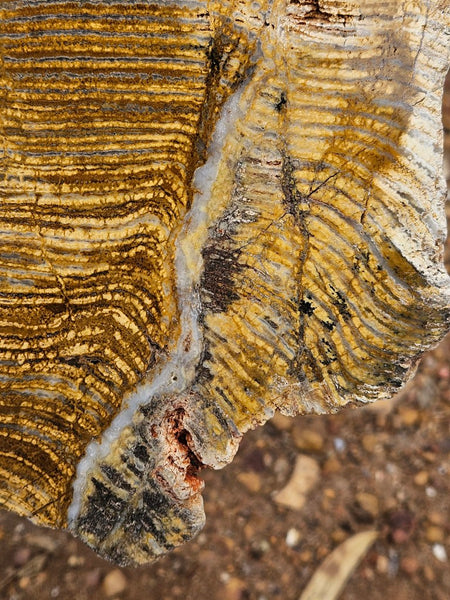Polished fossil stromatolite slab. Strelley Pool Formation SPF150