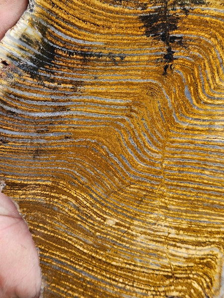 Polished fossil stromatolite slab. Strelley Pool Formation SPF150