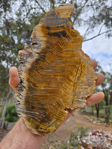 Polished fossil stromatolite slab. Strelley Pool Formation SPF151