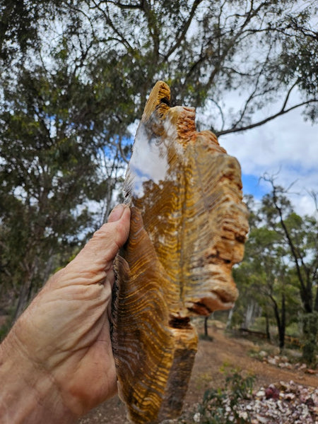 Polished fossil stromatolite slab. Strelley Pool Formation SPF151