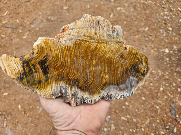 Polished fossil stromatolite slab. Strelley Pool Formation SPF151