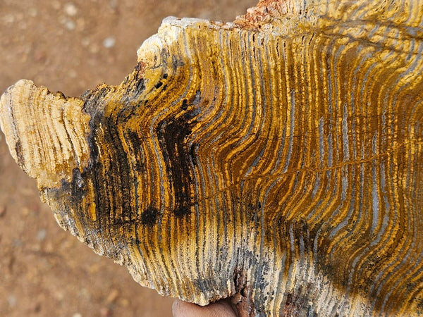 Polished fossil stromatolite slab. Strelley Pool Formation SPF151