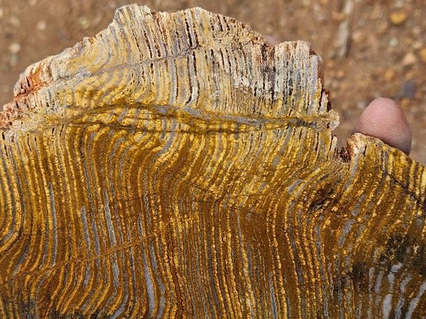 Polished fossil stromatolite slab. Strelley Pool Formation SPF151