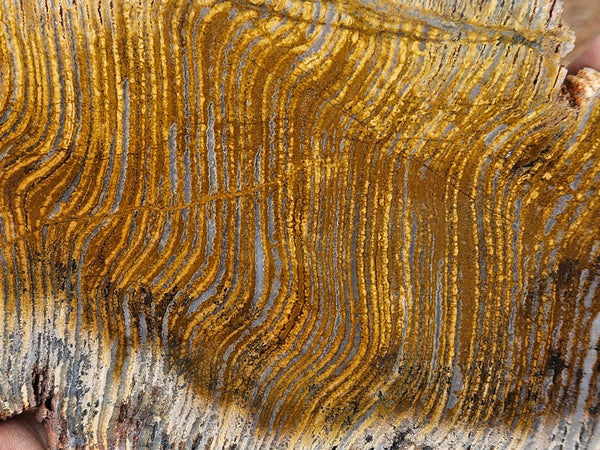 Polished fossil stromatolite slab. Strelley Pool Formation SPF151