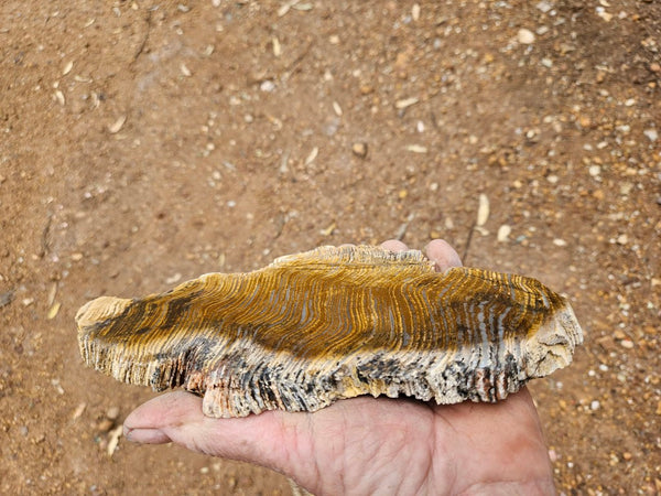 Polished fossil stromatolite slab. Strelley Pool Formation SPF151