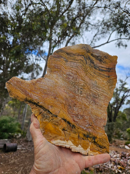 Polished fossil stromatolite slab. Strelley Pool Formation SPF152