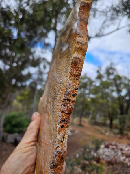 Polished fossil stromatolite slab. Strelley Pool Formation SPF152