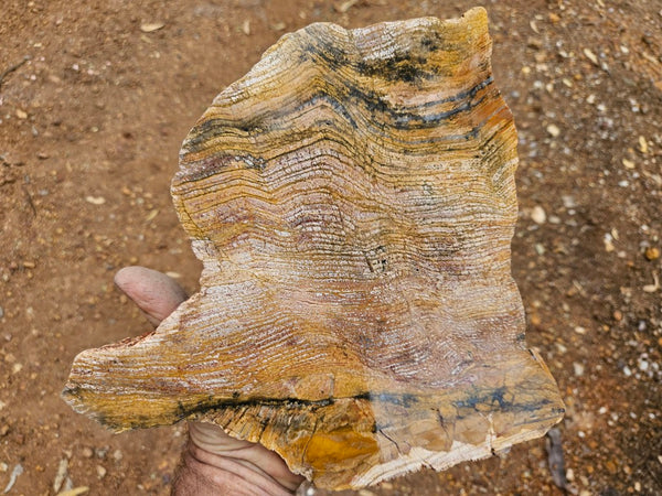Polished fossil stromatolite slab. Strelley Pool Formation SPF152