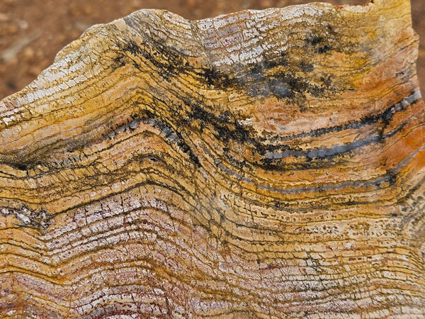 Polished fossil stromatolite slab. Strelley Pool Formation SPF152