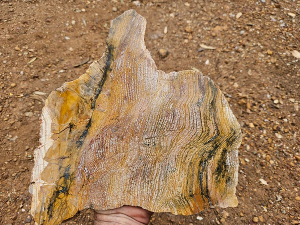 Polished fossil stromatolite slab. Strelley Pool Formation SPF152