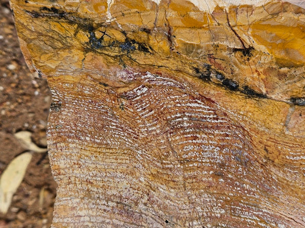 Polished fossil stromatolite slab. Strelley Pool Formation SPF152