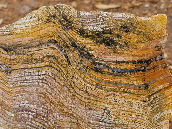 Polished fossil stromatolite slab. Strelley Pool Formation SPF152