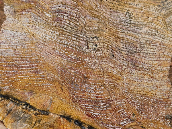 Polished fossil stromatolite slab. Strelley Pool Formation SPF152