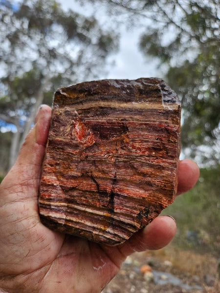 Snakeskin Jasper rough.  SSR 172